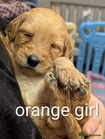 Goldendoodle dogs - Advert 3