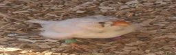 Finches birds for sale: CW zebra finch - Advert 2