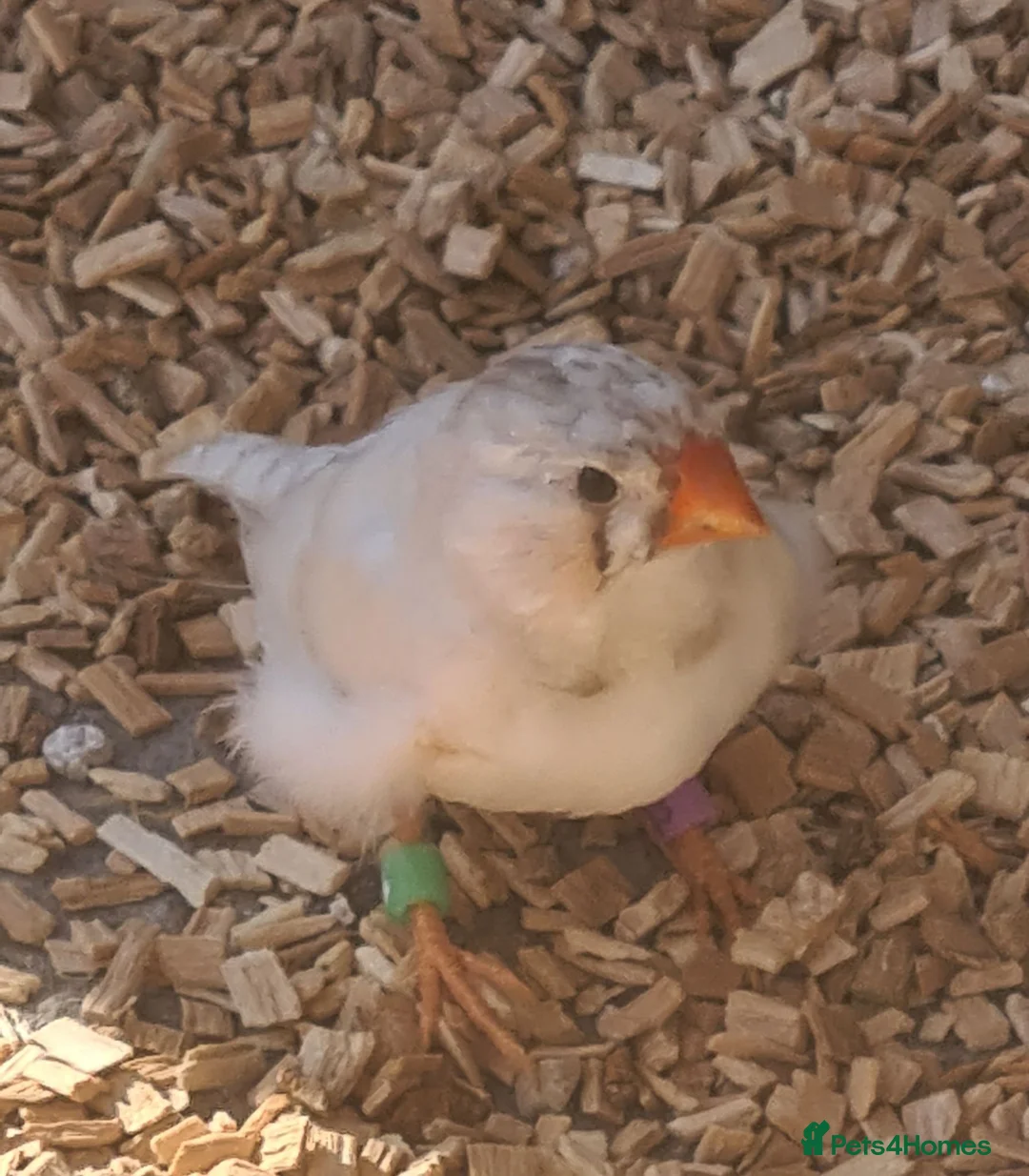 Finches birds for sale: CW zebra finch - Advert 2
