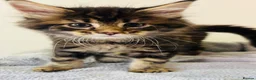 Maine Coon cats for sale: Beautiful chunky Maine Coon Kittens   - Advert 8