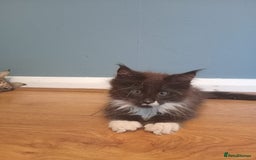 Maine Coon cats for sale: 4 boys for sale - Image 3