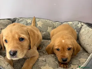 Labrador Retriever dogs Two Bitch pups available KC labrador pups - Advert 18