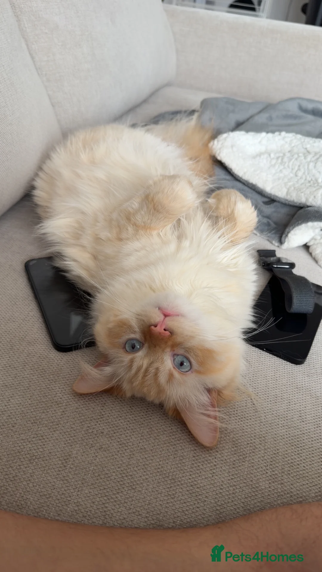 Ragdoll cats for stud: 🐾 Ragdoll Stud Cat Available – Suki - Advert 2