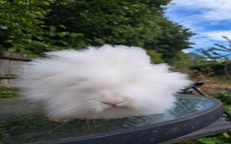 Lionhead rabbits for sale: Pure bred double maned lionhead girl - Image 7