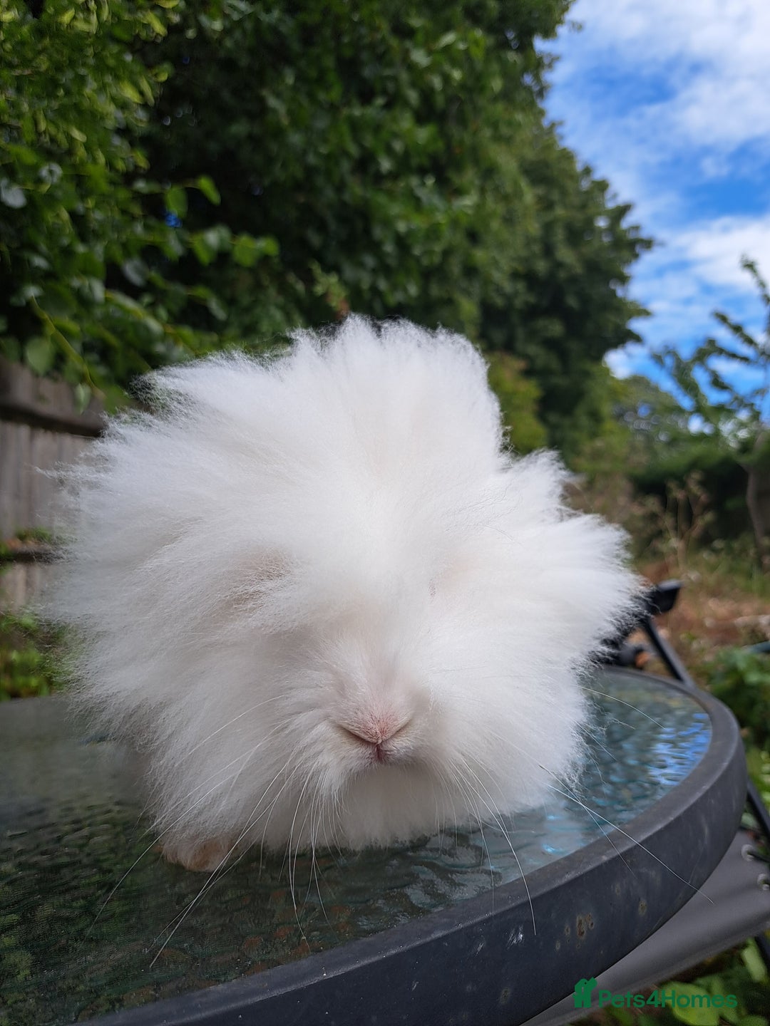 Lionhead rabbits for sale: Pure bred double maned lionhead girl - Image 7