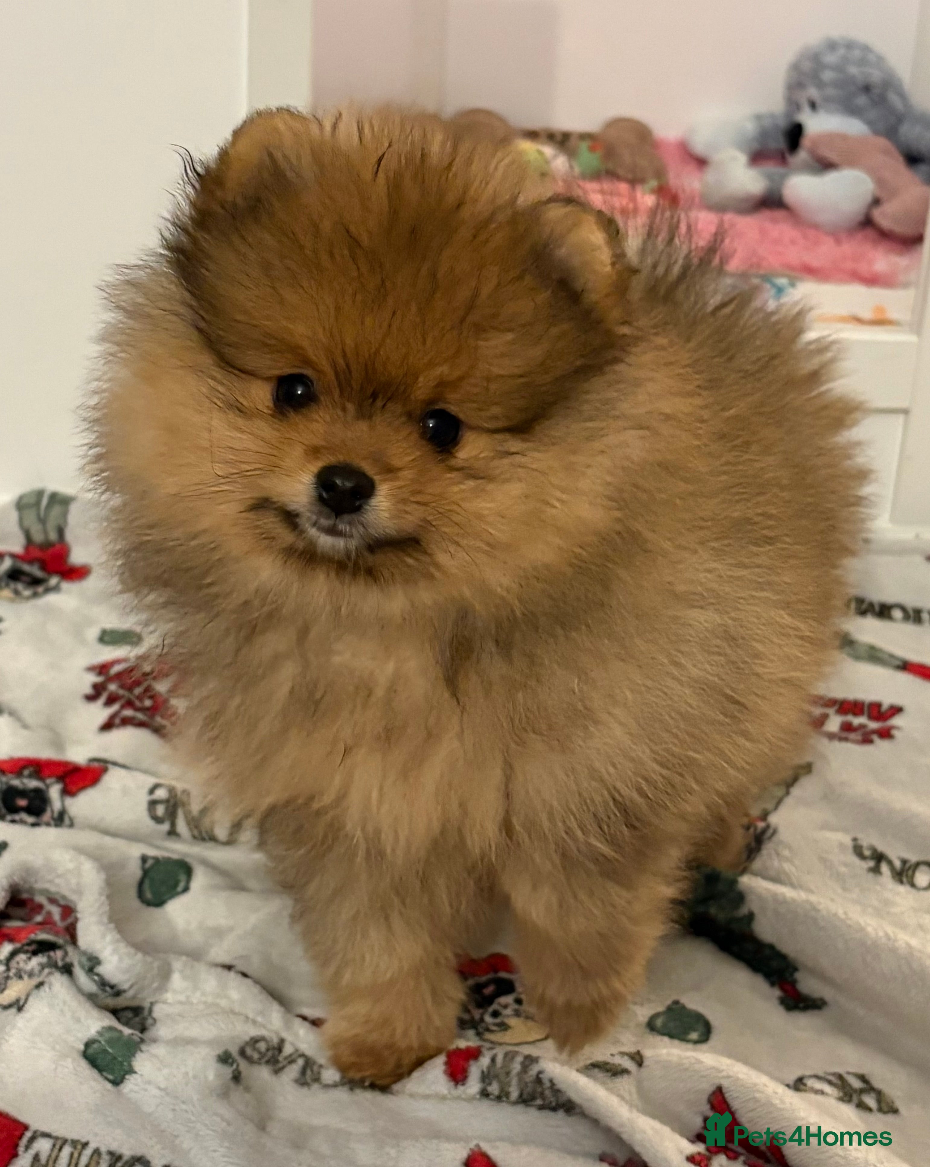 Pomeranian dogs Rkc Pomeranian Puppy looking for 5* homes - Advert 10