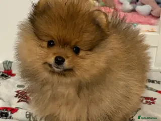 Pomeranian dogs Rkc Pomeranian Puppy looking for 5* homes - Advert 10