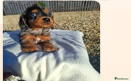 Cockapoo dogs for sale: Cockapoo puppies f1 Rare exceptional litter!!!!♥️ - Image 8