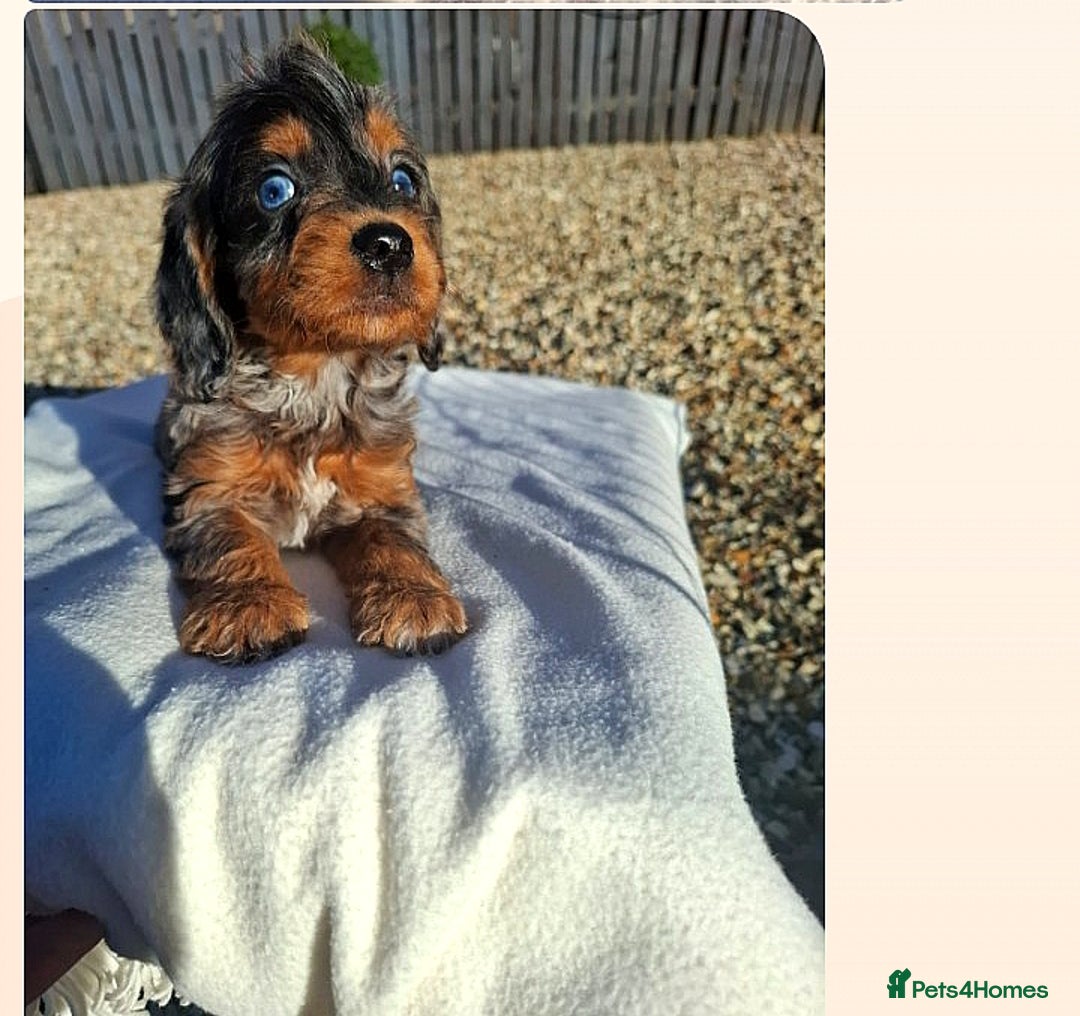 Cockapoo dogs for sale: Cockapoo puppies f1 Rare exceptional litter!!!!♥️ - Image 8