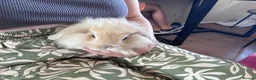 Mini Lion Lop rabbits for sale: lion lop bunnies  - Advert 2