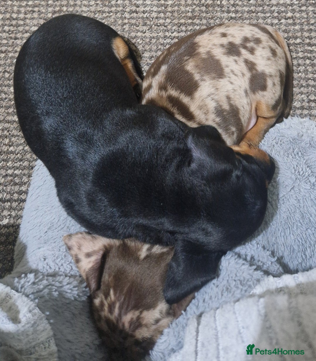 Miniature Dachshund dogs for sale: 2 adorable chunky miniature dachshund  - Advert 3