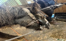 Irish Cob horses for sale: 3 year old cob Milton for sale  - Image 8