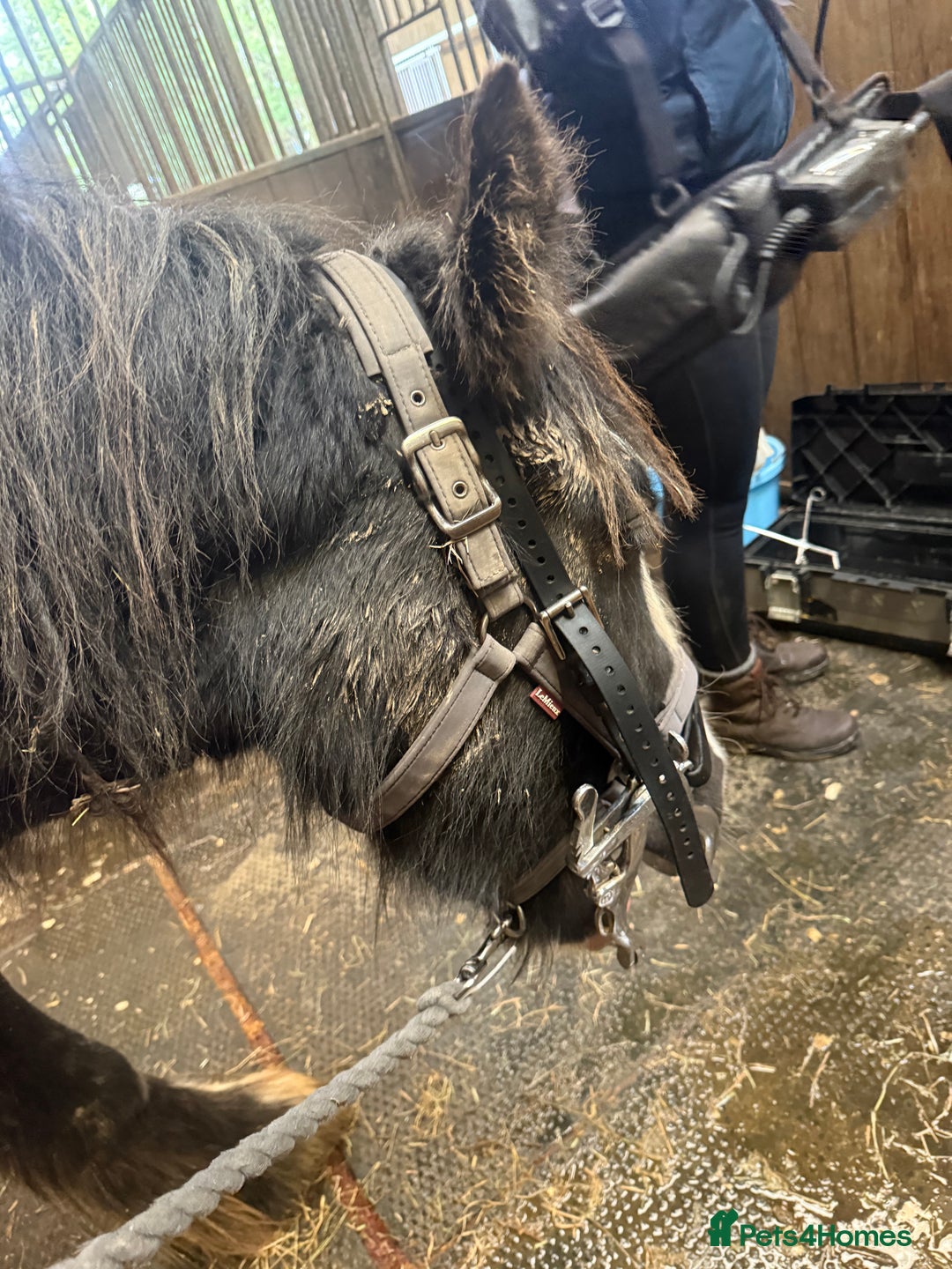 Irish Cob horses for sale: 3 year old cob Milton for sale  - Image 8