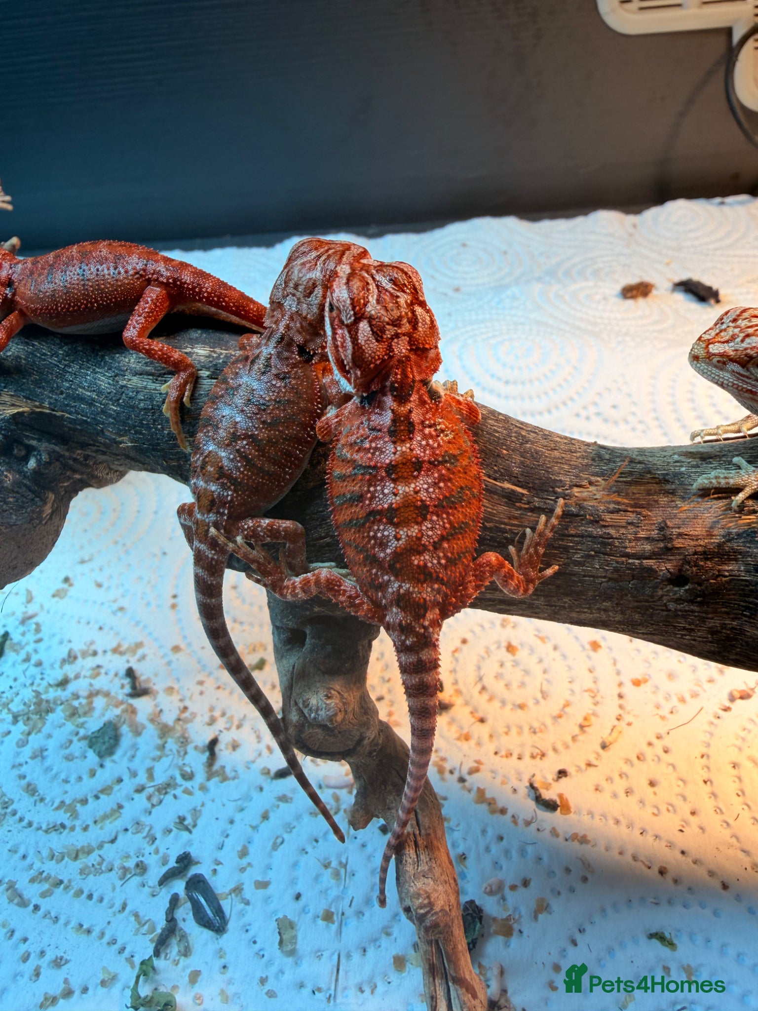 Bearded Dragon reptiles Red Monster baby bearded dragons ready to go! - Advert 1