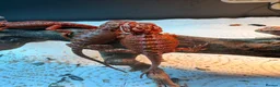 Bearded Dragon reptiles for sale: Red Monster baby bearded dragons ready to go! - Advert 4