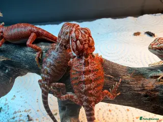 Bearded Dragon reptiles for sale: Red Monster baby bearded dragons ready to go! - Advert 2