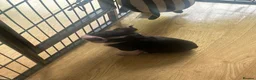 Boston Terrier dogs for sale: Ready now. 2 girls left Kc reg full collar Bostons - Advert 7