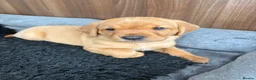 Labrador Retriever dogs for sale: Beautiful fox red KC registered litter in Bristol - Advert 6