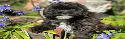 Shihpoo dogs for sale: Stunning shihpoo pups ready now  - Advert 3