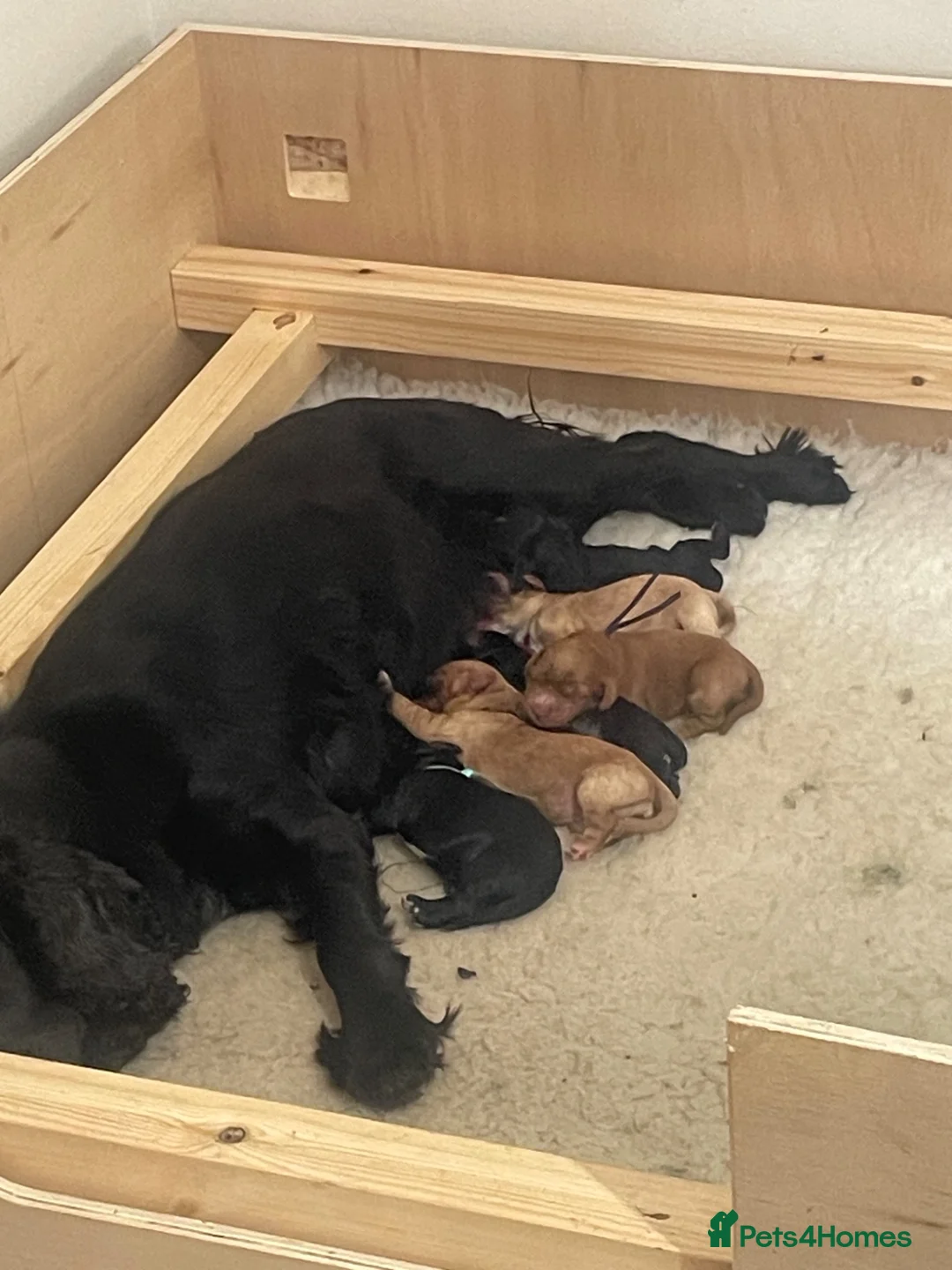 Cockapoo dogs for sale: F1 cockapoos beautiful selection of colours in Harleston - Advert 2