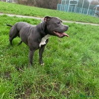 Staffordshire Bull Terrier dogs for stud: STUD DUTIES - Advert 3