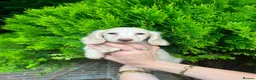 Miniature Dachshund dogs for sale: Longhaired miniature dachshund  - Advert 7