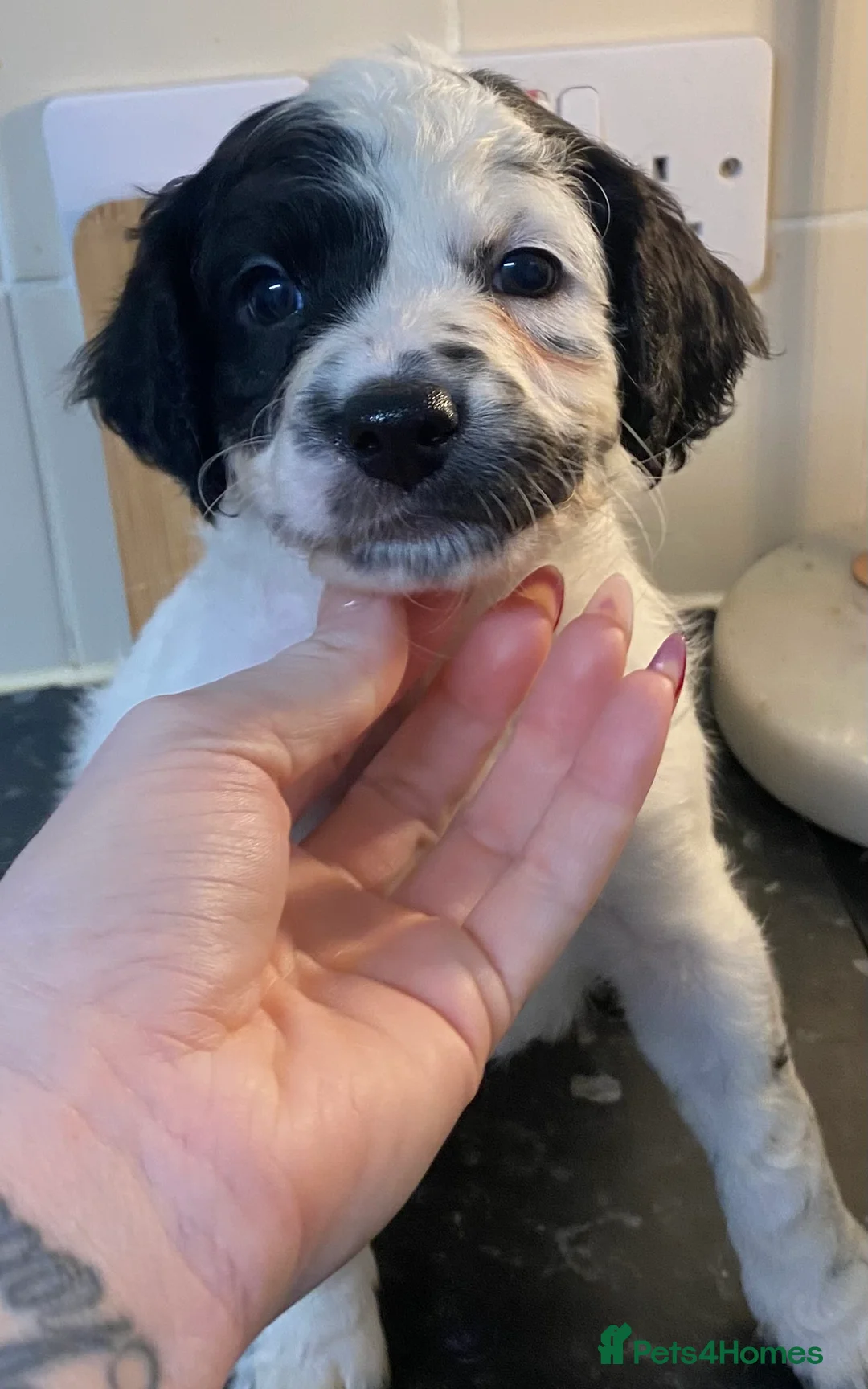 Cockapoo dogs for sale: Beautiful F2 Cockapoo puppies 🏡🐶  - Advert 16