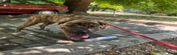 Mixed Breed dogs for adoption: Jr 1 year shar pei mix Macedonian rescue   - Advert 2