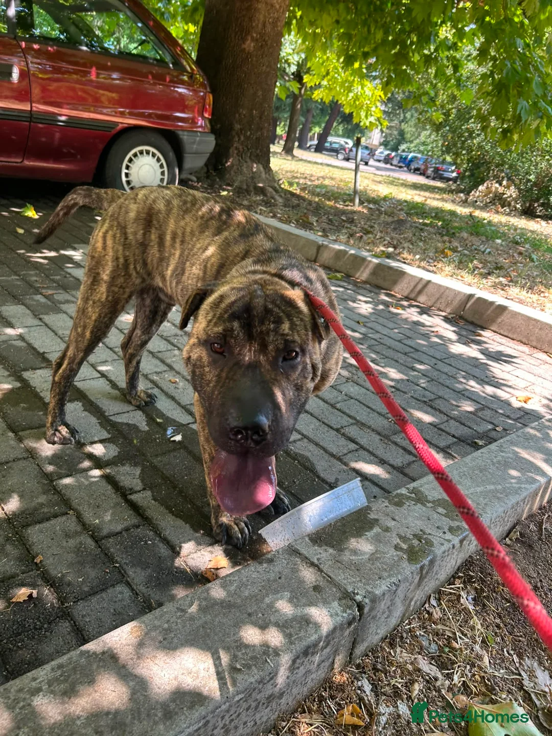 Mixed Breed dogs for adoption: Jr 1 year shar pei mix Macedonian rescue   - Advert 2