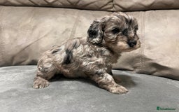Cockapoo dogs for sale: 🐶F1 Cockerpoo Pups – Merle, Chocolate, Apricot 🐶 - Image 33