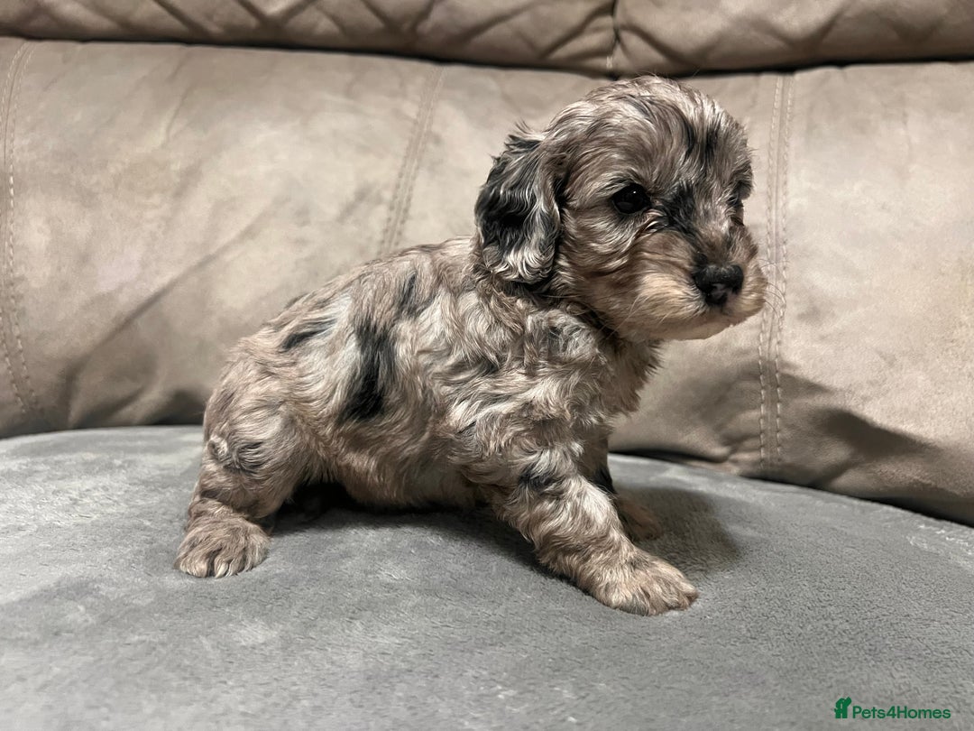 Cockapoo dogs for sale: 🐶F1 Cockerpoo Pups – Merle, Chocolate, Apricot 🐶 - Image 33