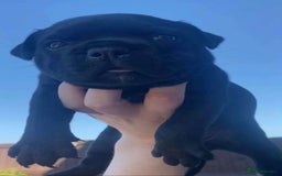 Staffordshire Bull Terrier dogs for stud: Phenomenal fertility- New Stud dog 2025 - Image 15