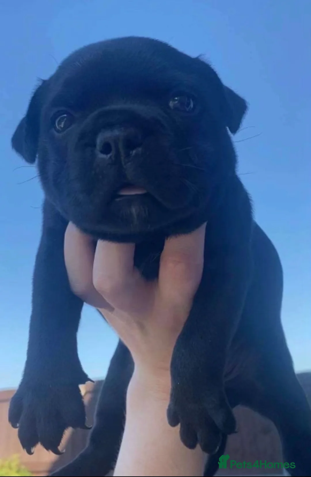 Staffordshire Bull Terrier dogs for stud: Phenomenal fertility- New Stud dog 2025 - Advert 13