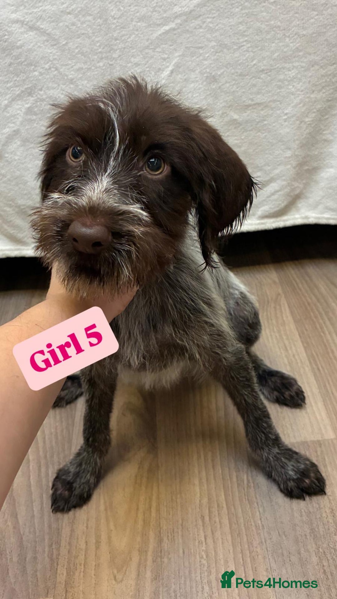 German Wirehaired Pointer dogs for sale: German wire hair pointers for sale - Advert 30
