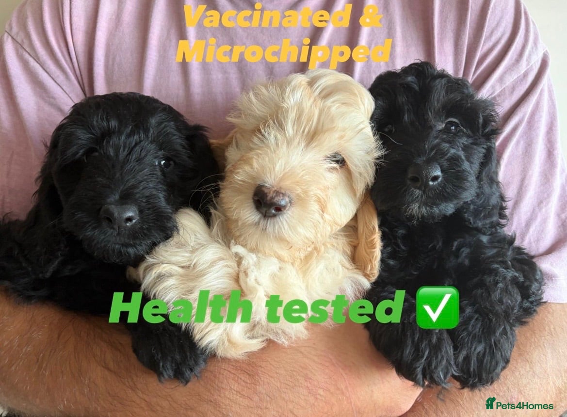 Cockapoo dogs Cockapoo puppies F1b - Advert 18