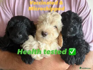 Cockapoo dogs Cockapoo puppies F1b - Advert 18