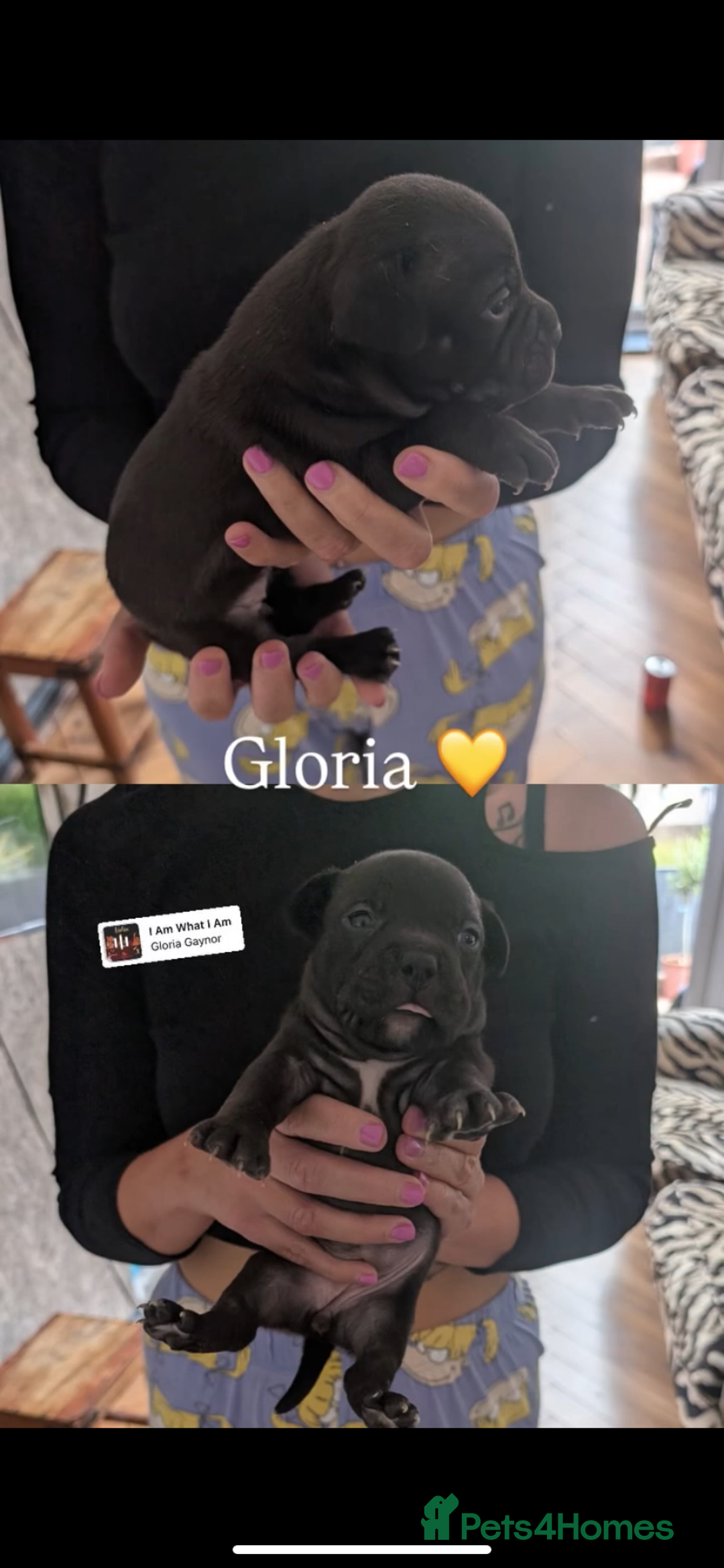 American Bully dogs for sale: Pocket bully pups - Image 23