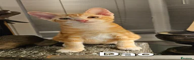 Dao
