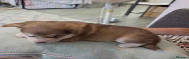 Shenzi - Red Collar 