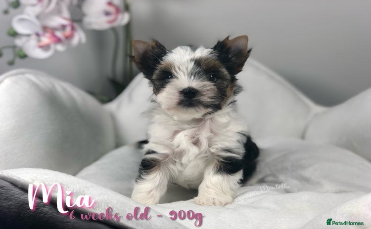 Yorkshire Terrier dogs - Advert 1