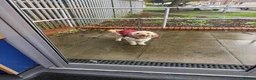 Cockapoo dogs for sale: Beautiful & fun 3 year old Cockapoo ‘Teddy’ - Advert 22