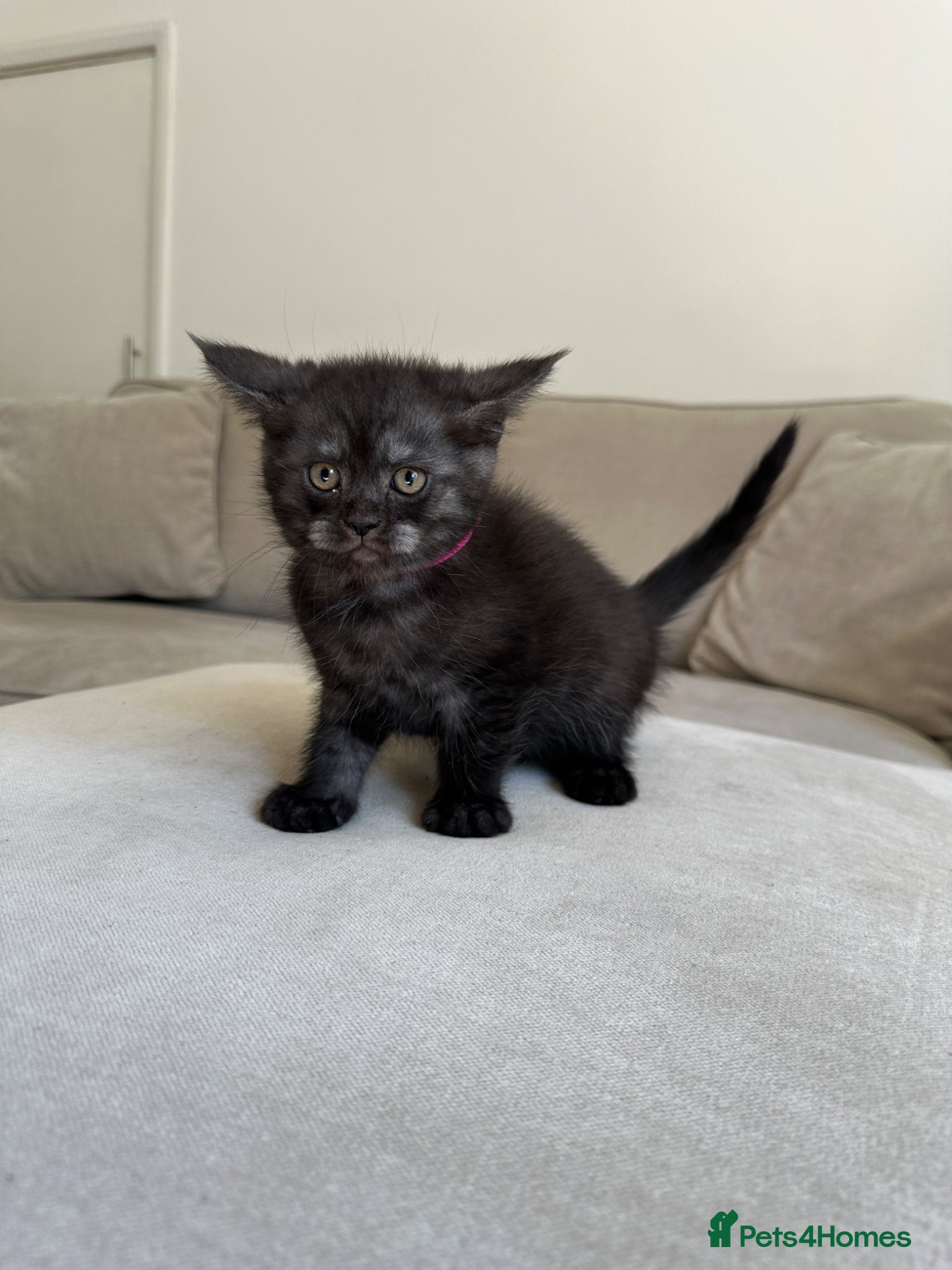 Mixed Breed cats for sale: Maine Coon x British Short Hair Kittens in Cambridge - Advert 15