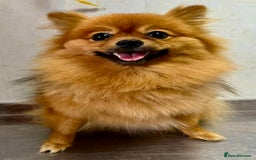 Pomeranian dogs for adoption: Lucy: The Puppy Who Lived Through a Nightmare - Image 1