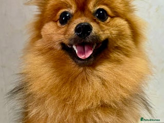 Pomeranian dogs - Advert 35