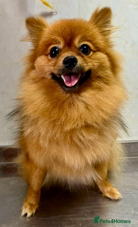 Pomeranian dogs - Advert 1