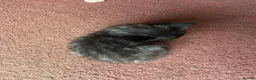 Mixed Breed cats for sale: Beautiful very friendly long haired kittens  - Advert 28