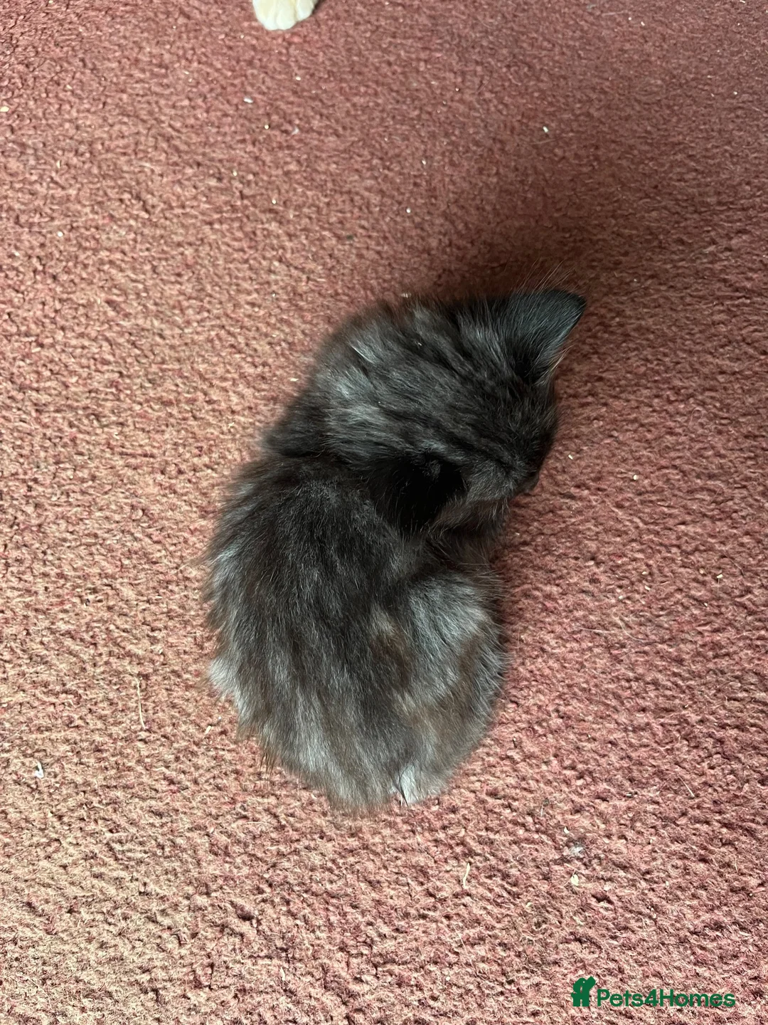 Mixed Breed cats for sale: Beautiful very friendly long haired kittens  - Advert 28