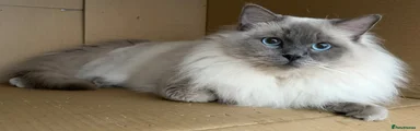 Ragdoll 1