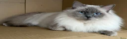 Ragdoll cats for sale: GCCF Blue Point Ragdoll male for rehome/co-own - Advert 1