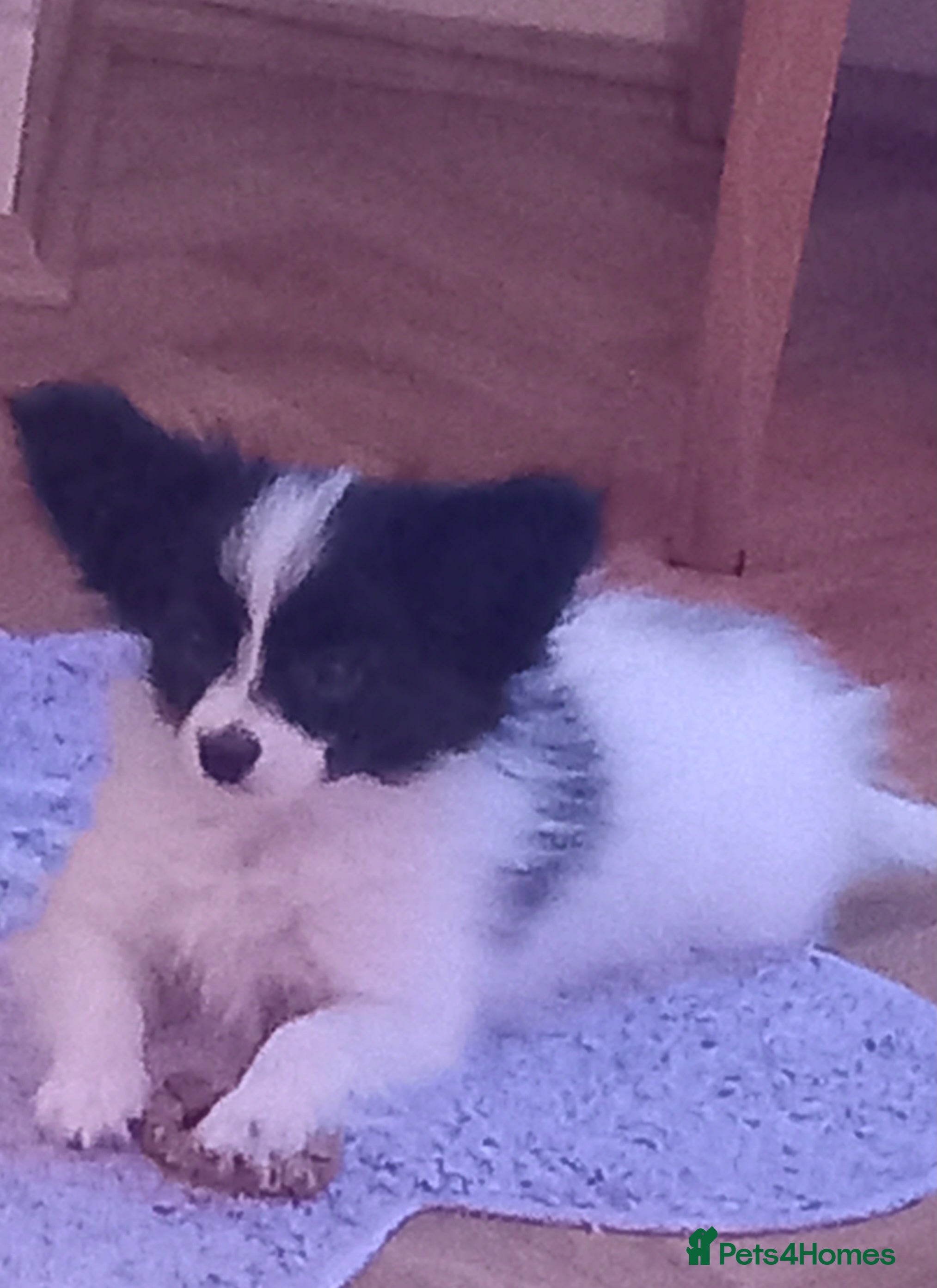 Papillon dogs 2 beautiful examples of this beautiful breed - Advert 6